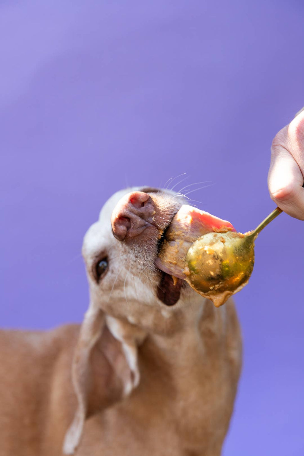 Vanilla Tater Wag Butter - Seasonal