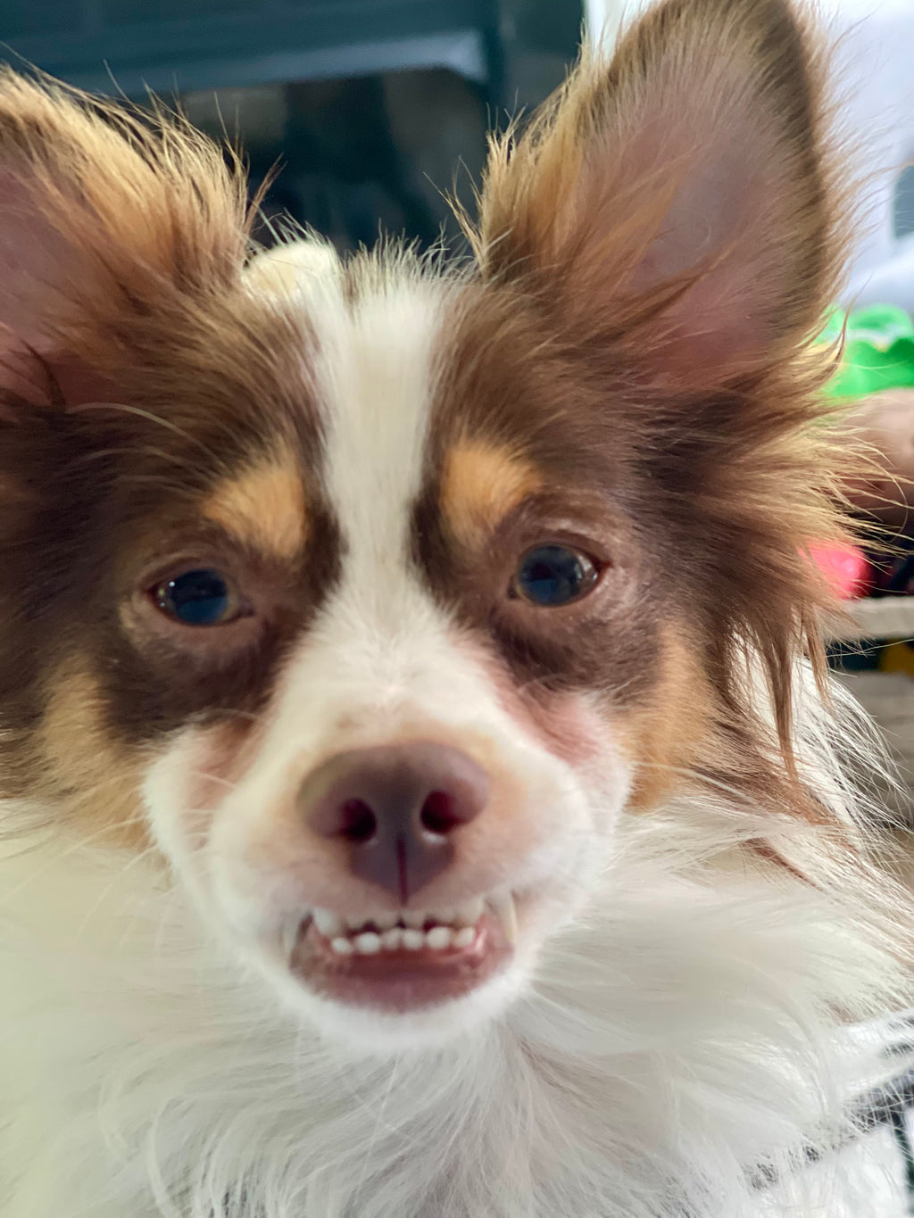 Scrumptious Shelter Snacks