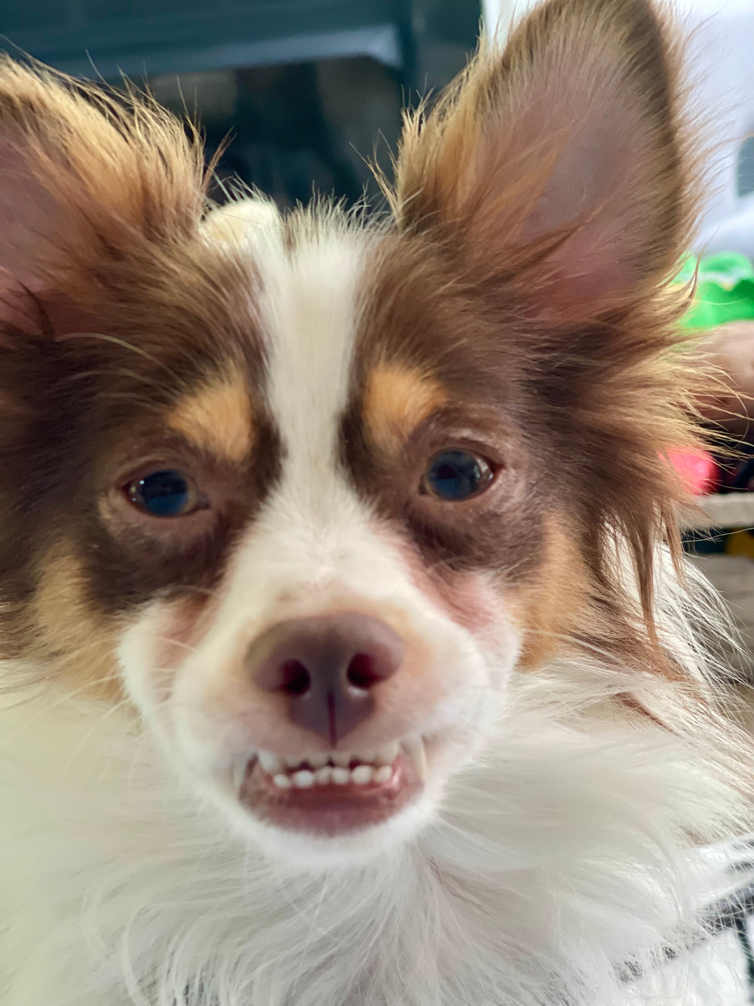 Scrumptious Shelter Snacks