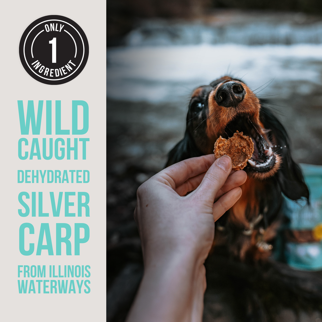 Silver Carp Chips