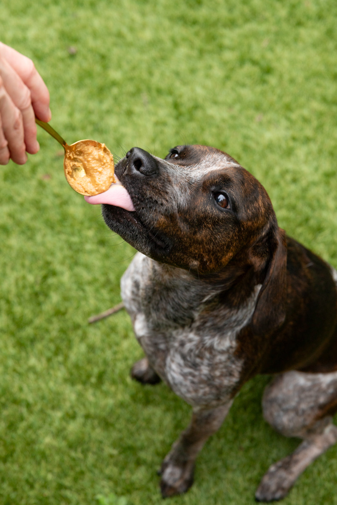 Vanilla Tater Wag Butter - Seasonal