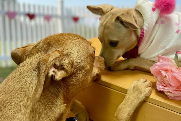 Two dogs interacting with each other on a yellow surface, with a pink flower and white fence in the background.