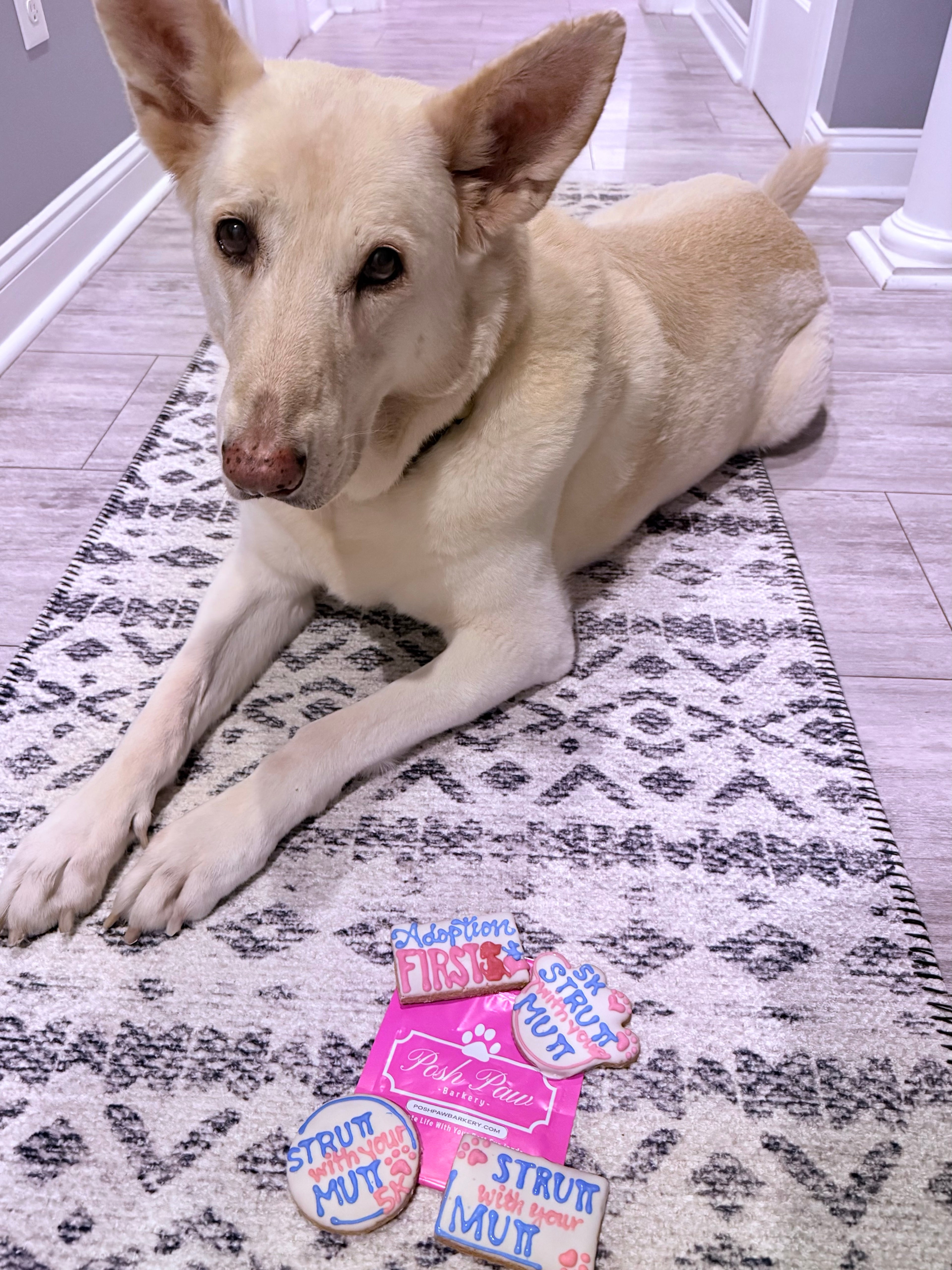 Charitable Chews Collection