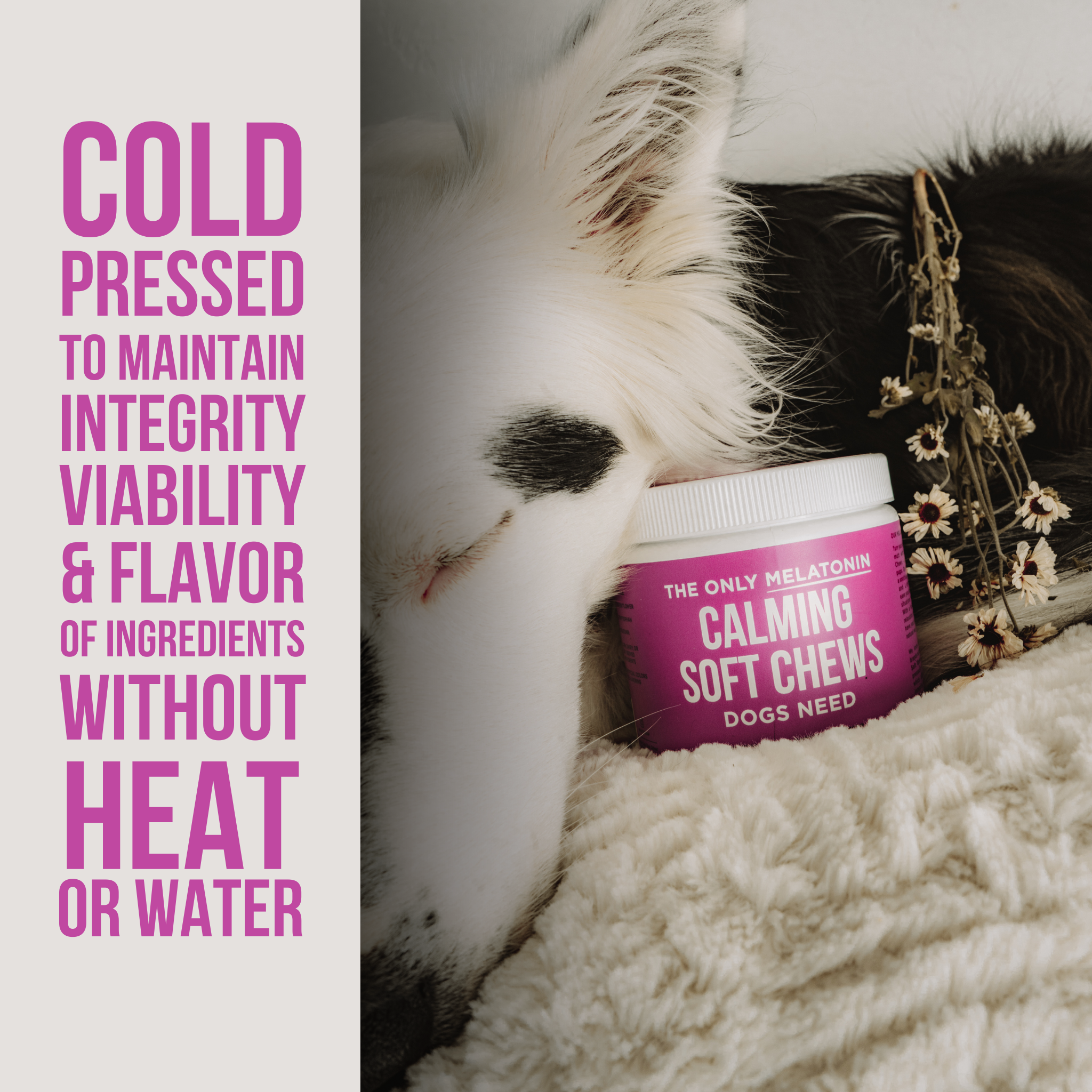 Melatonin Calming Soft Chews for Dogs - 12 ct