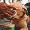 Eye Wipes for Dogs