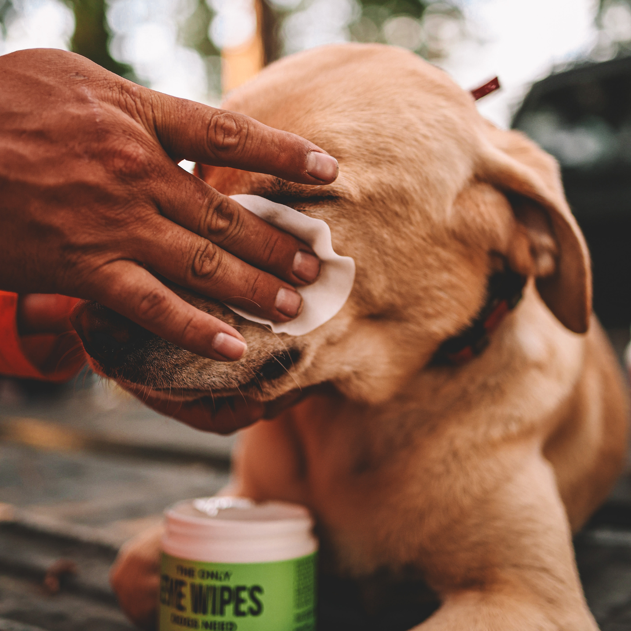 Eye Wipes for Dogs