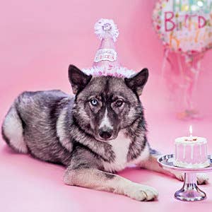 Dog Birthday Drip Cake - Blue