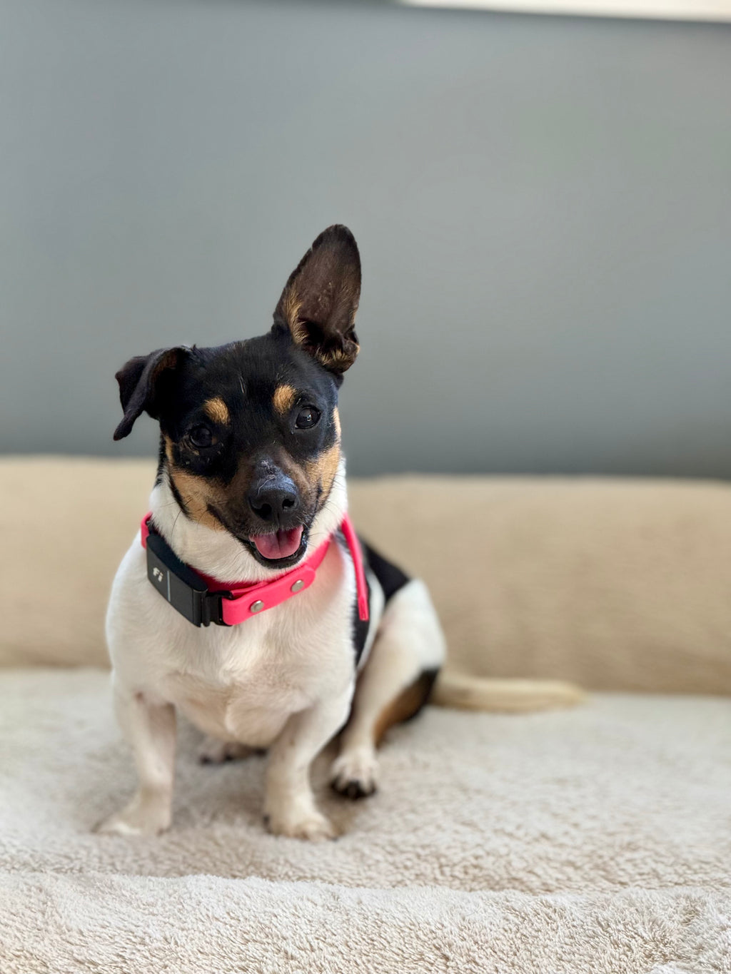 Scrumptious Shelter Snacks