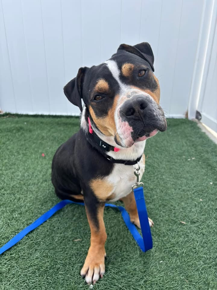 Scrumptious Shelter Snacks