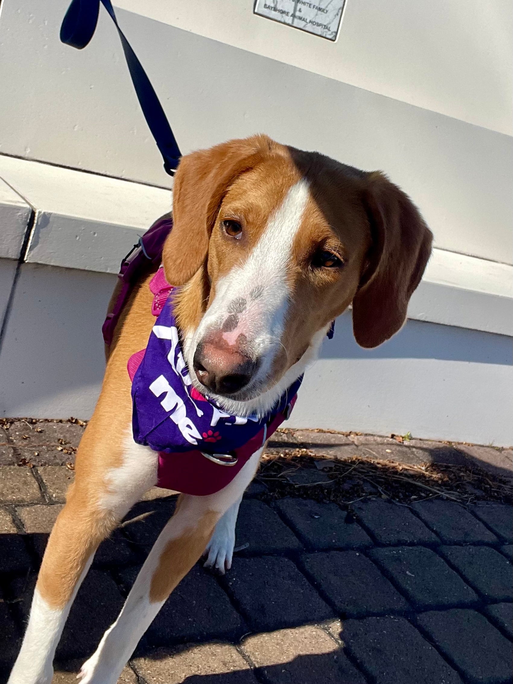 Scrumptious Shelter Snacks