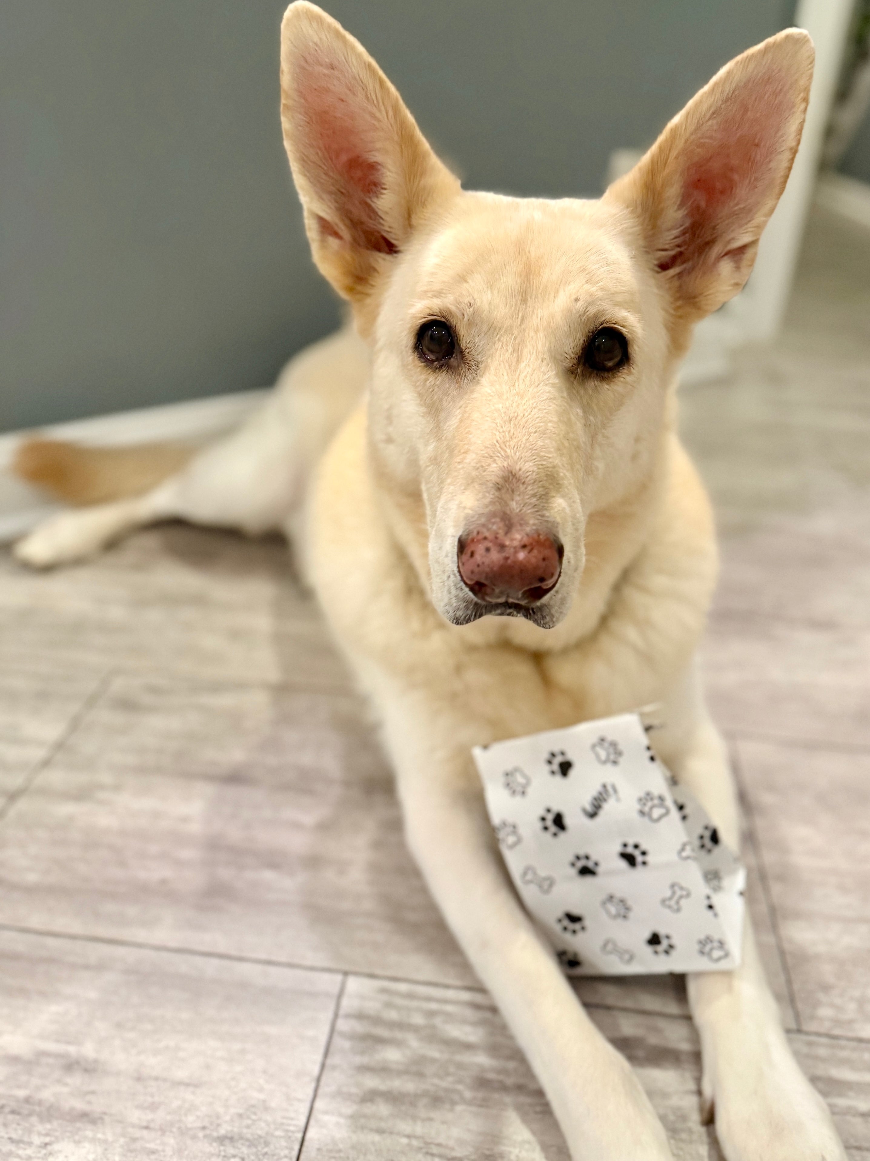 PAW-some Surprise Bag