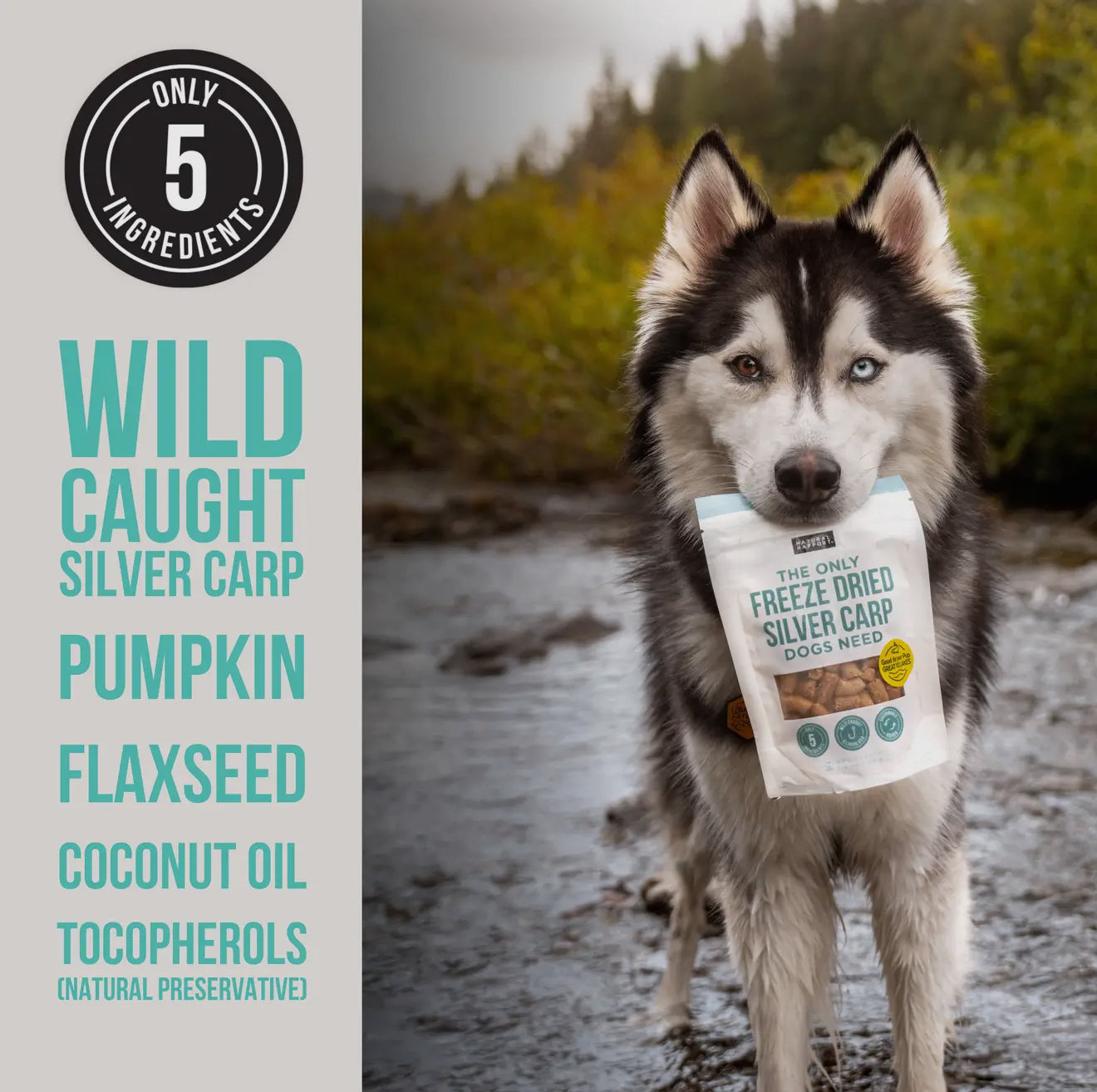 Freeze Dried Silver Carp