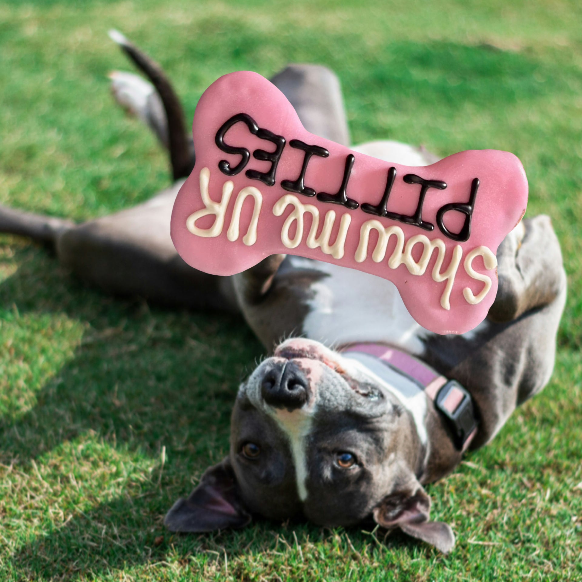 Show Me UR Pitties Biscuit