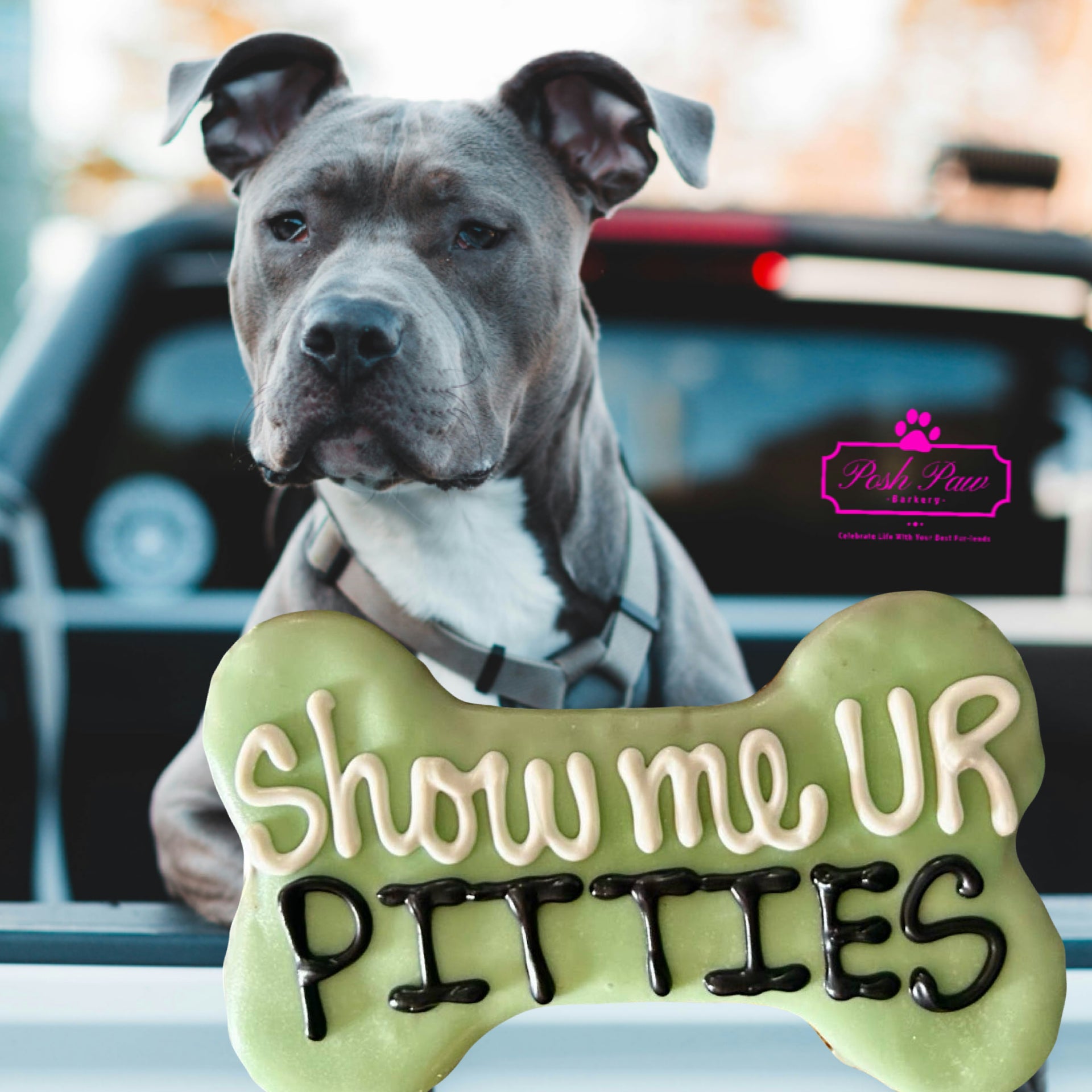 Show Me UR Pitties Biscuit