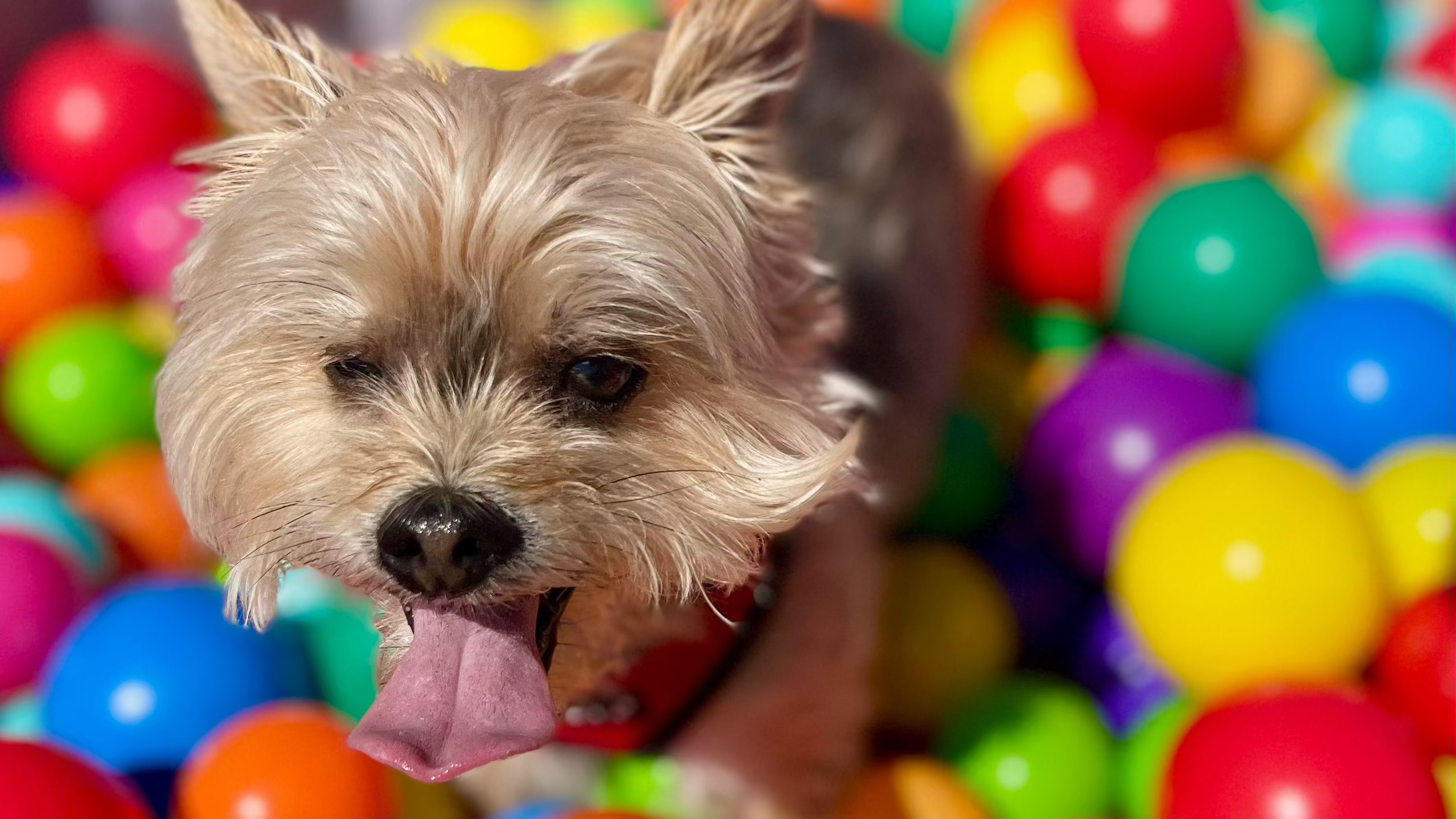 Small brown dog playing in a colorful ball pit
