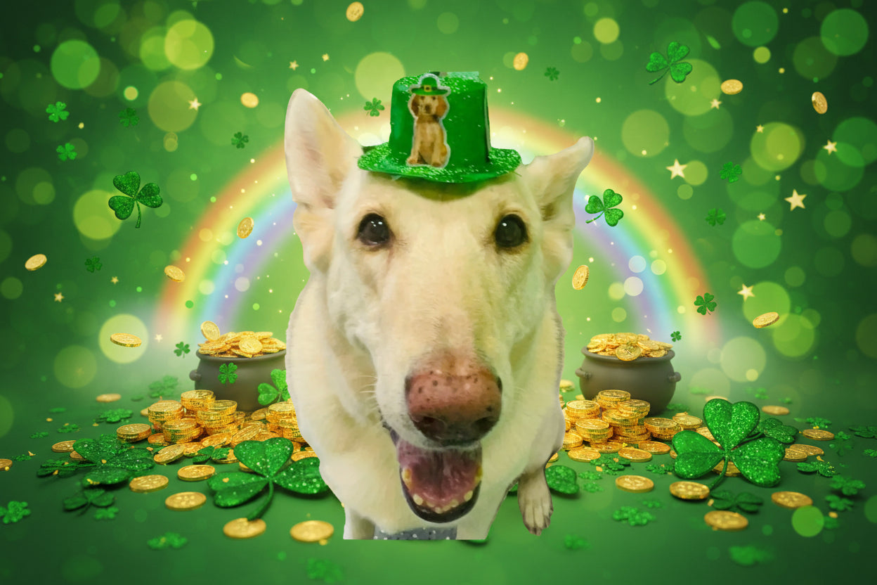 Dog wearing a green St. Patrick's Day hat in a room decorated with green decor.