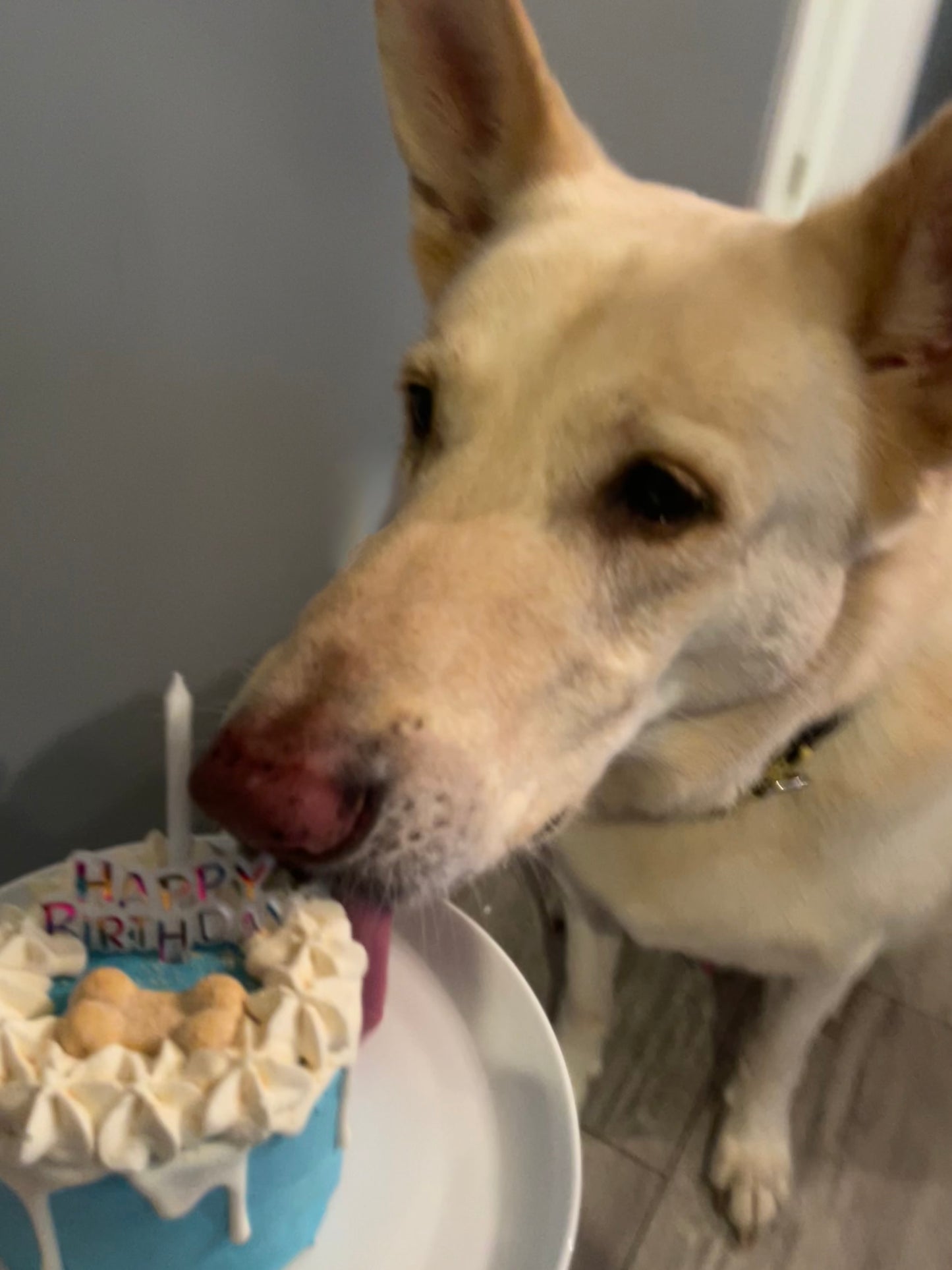 Birthday Cake Paw-ty Package - Blue