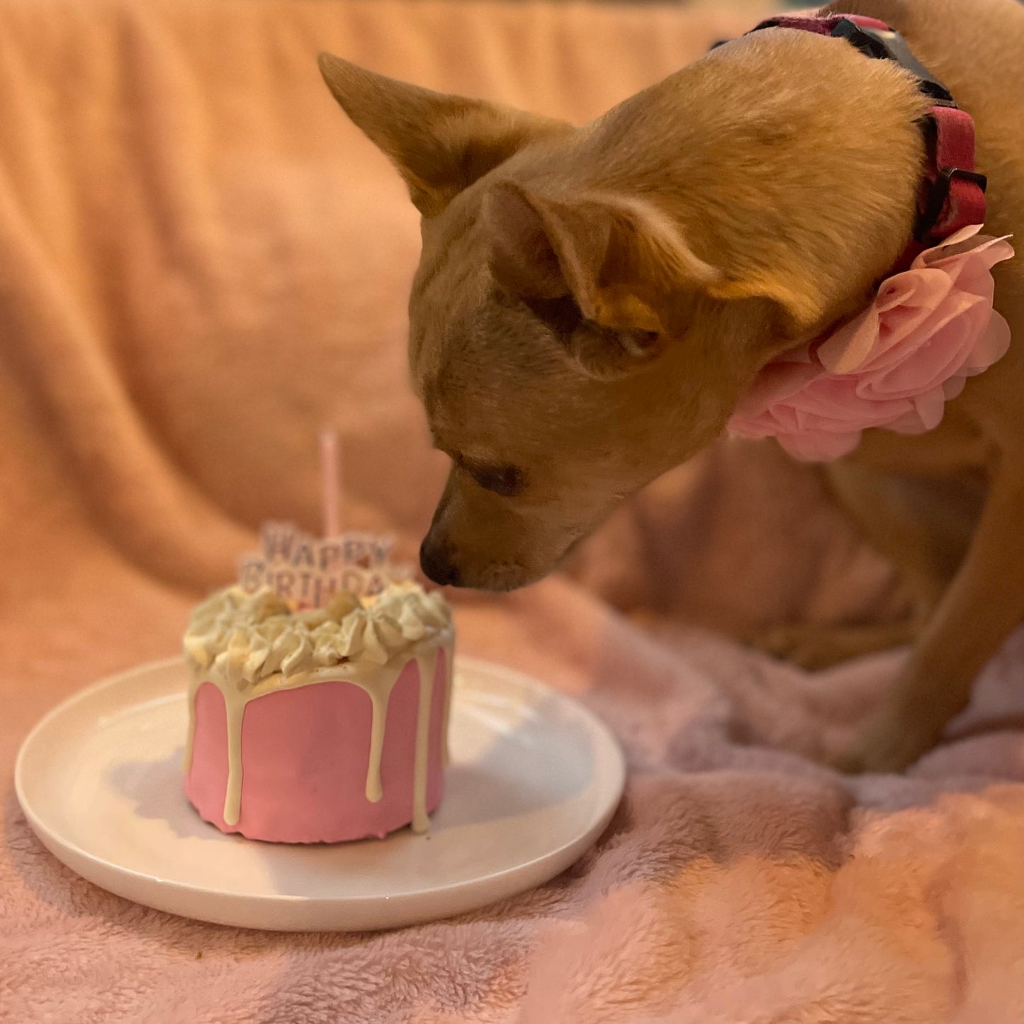 Birthday Cake Paw-ty Package - Pink