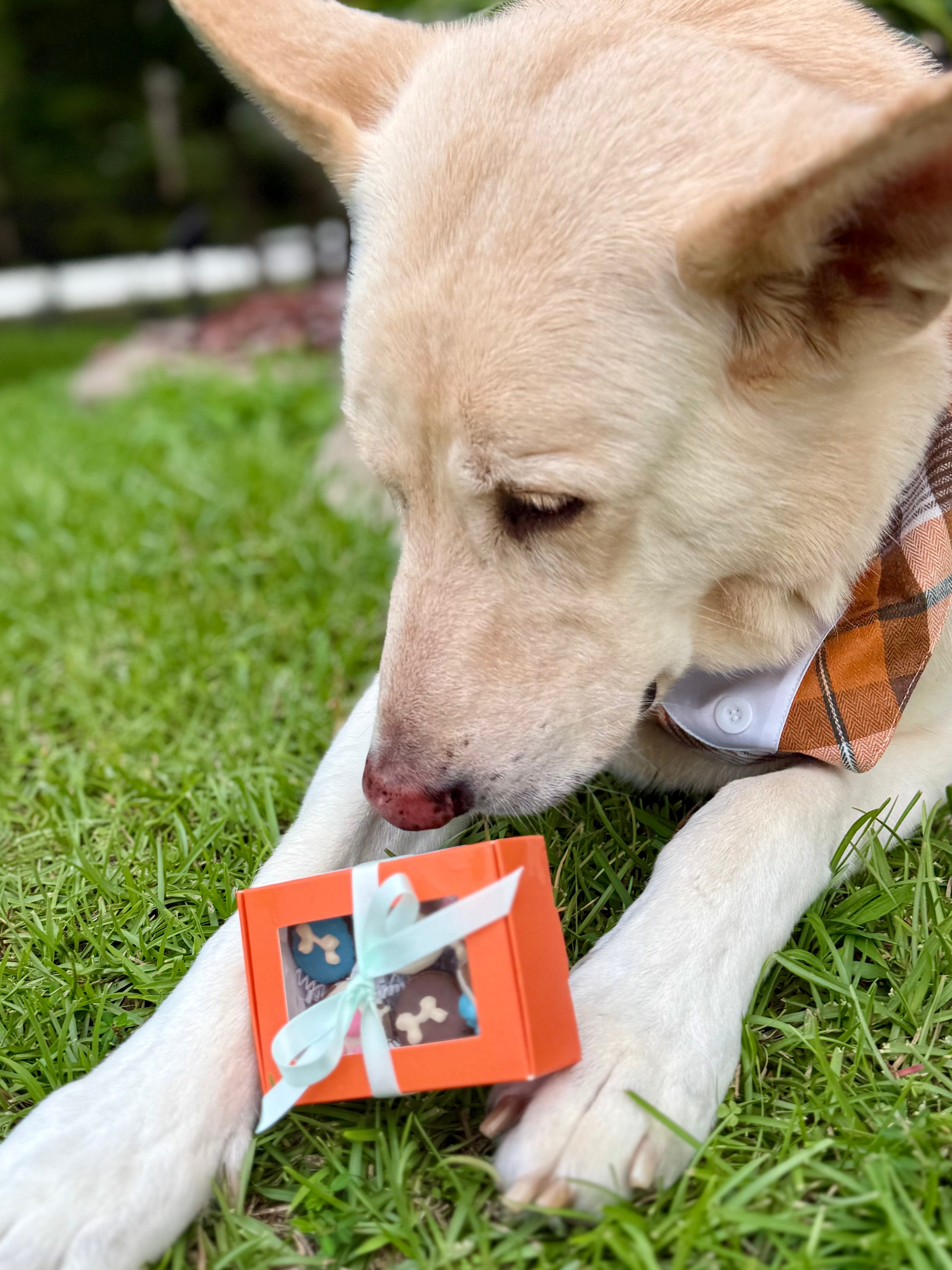 Little Bites Box - Taylor's  Version