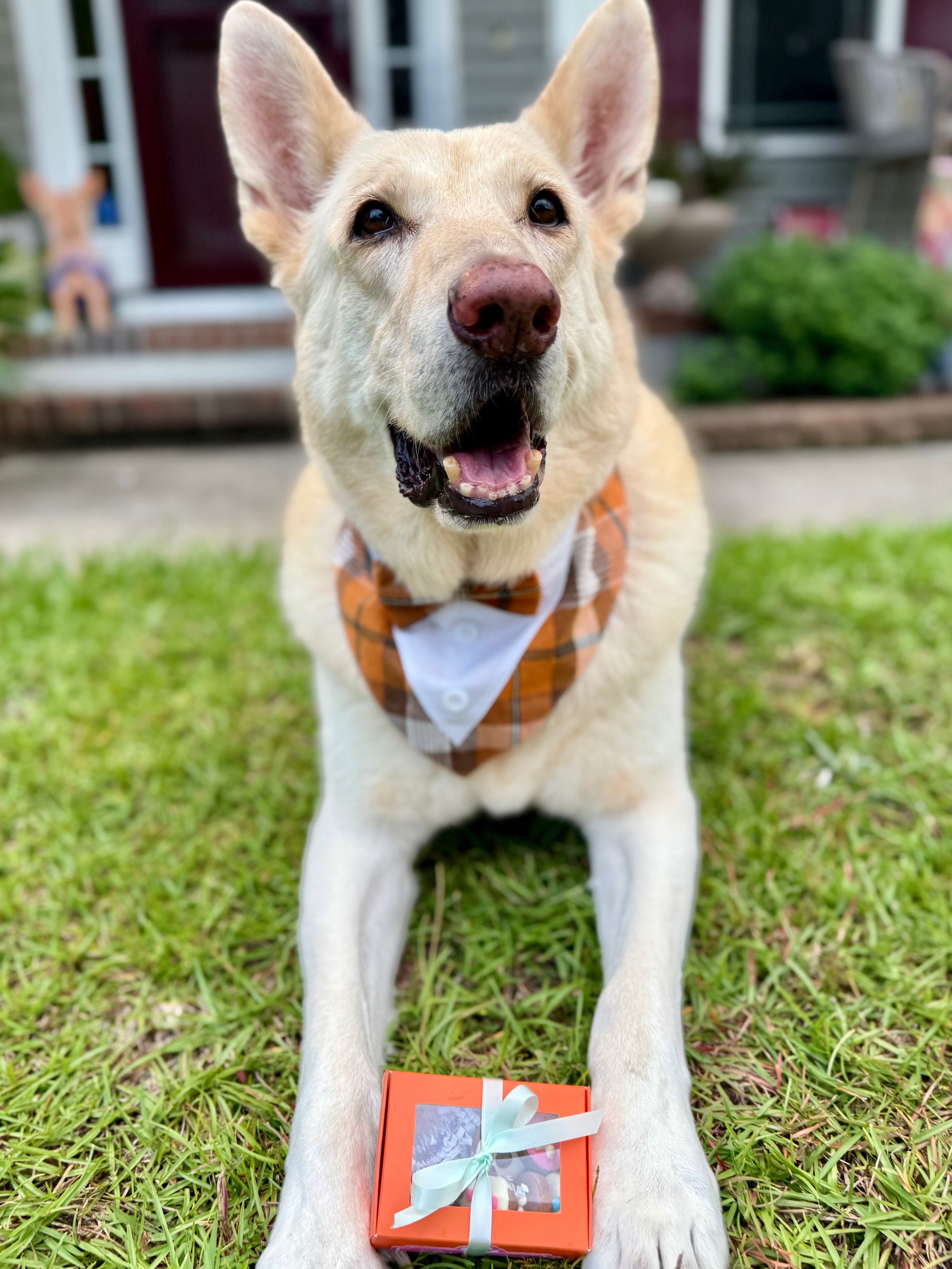 Little Bites Box - Taylor's  Version