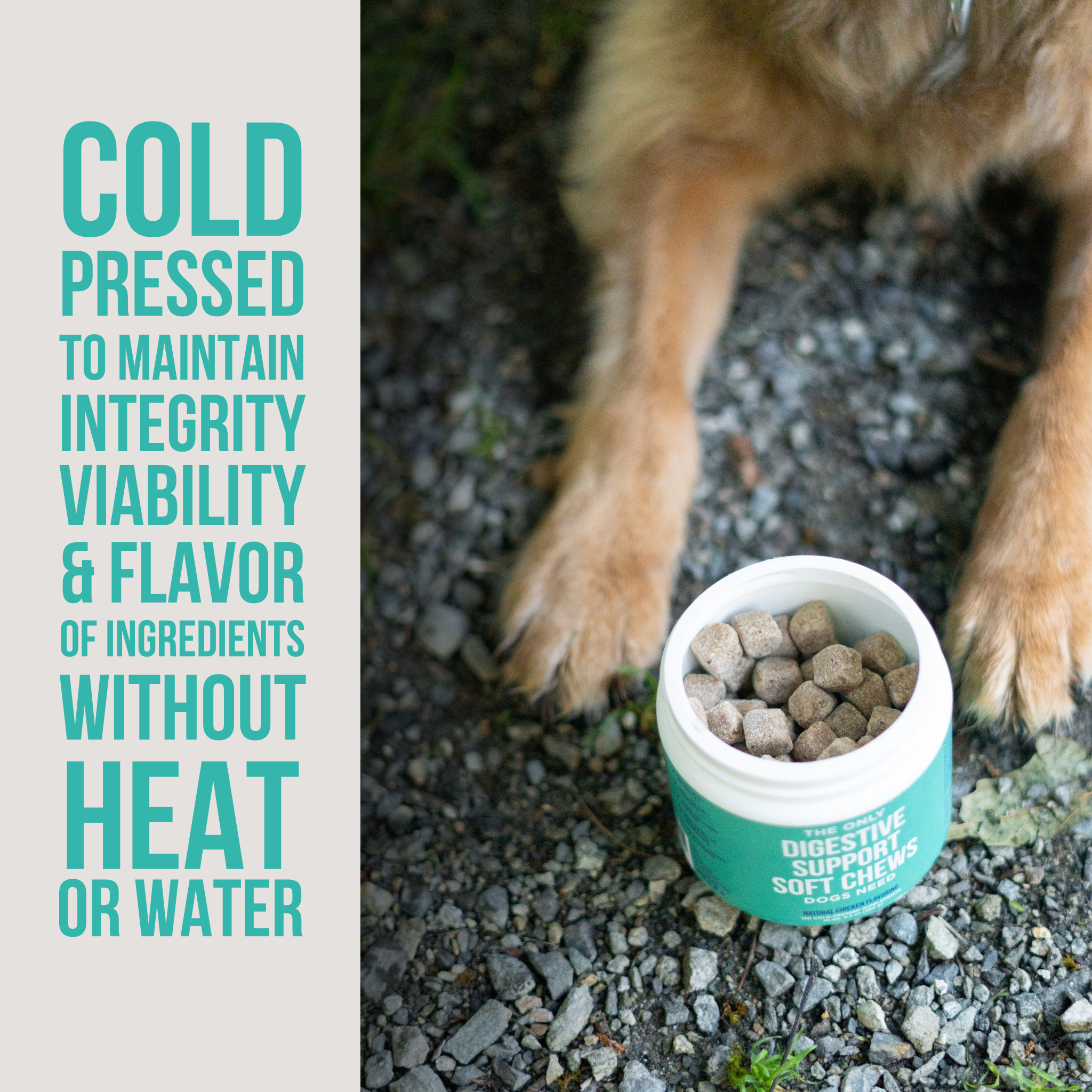 Digestive Support Soft Chews for Dogs 12 ct